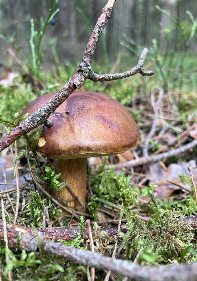 Mazurowka Romana Spychowo Ngoại thất bức ảnh